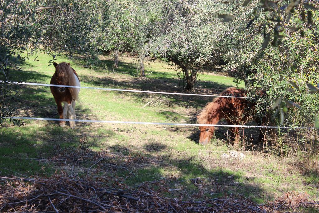 Casale Delle Rose B&B Fattoria Montepagano Kültér fotó