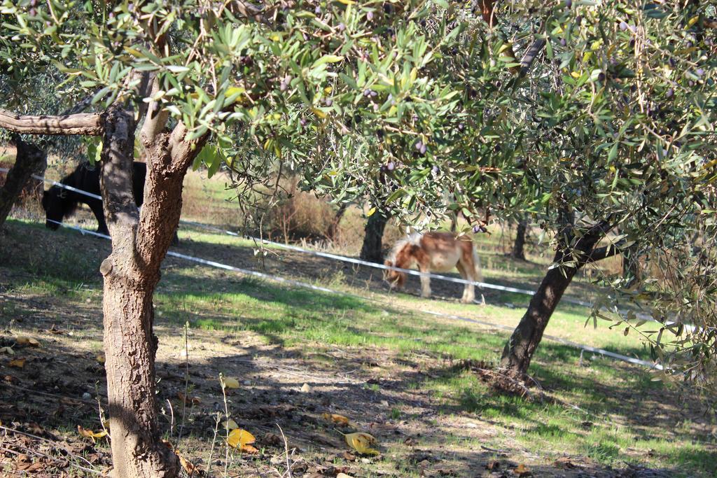 Casale Delle Rose B&B Fattoria Montepagano Kültér fotó