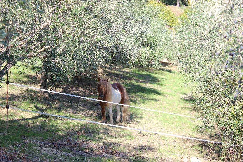 Casale Delle Rose B&B Fattoria Montepagano Kültér fotó